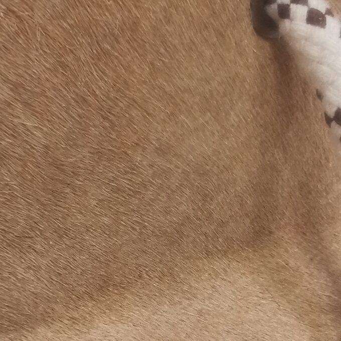 Zarážka do dverí Luxury Cowhide BRAZÍLIA BEIGE 17x20cm